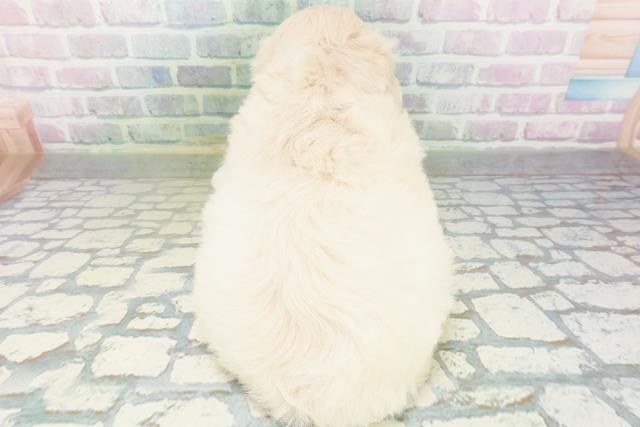 秋田県のハーフ犬・ミックス犬 (Coo&RIKU秋田店/2026年7月19日生まれ/女の子/クリーム)の子犬の4枚目の画像