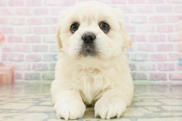 北海道のハーフ犬・ミックス犬 (Coo&RIKU旭川店/2026年7月19日生まれ/女の子/クリーム)の子犬の1枚目の画像