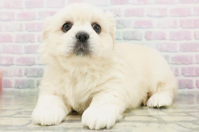 北海道のハーフ犬・ミックス犬 (Coo&RIKU旭川店/2026年7月19日生まれ/女の子/クリーム)の子犬の2枚目の画像