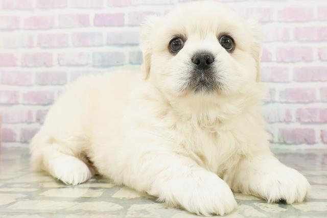 北海道のハーフ犬・ミックス犬 (Coo&RIKU旭川店/2026年7月19日生まれ/女の子/クリーム)の子犬の3枚目の画像