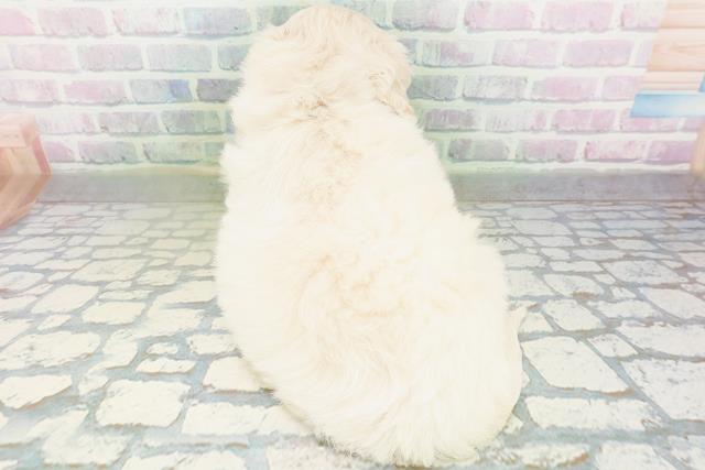 北海道のハーフ犬・ミックス犬 (Coo&RIKU旭川店/2026年7月19日生まれ/女の子/クリーム)の子犬の4枚目の画像