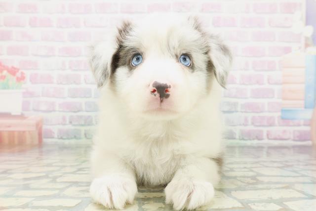 新潟県のボーダーコリー (Coo&RIKU新潟西店/2026年7月19日生まれ/女の子/ブルーマール)の子犬の1枚目の画像