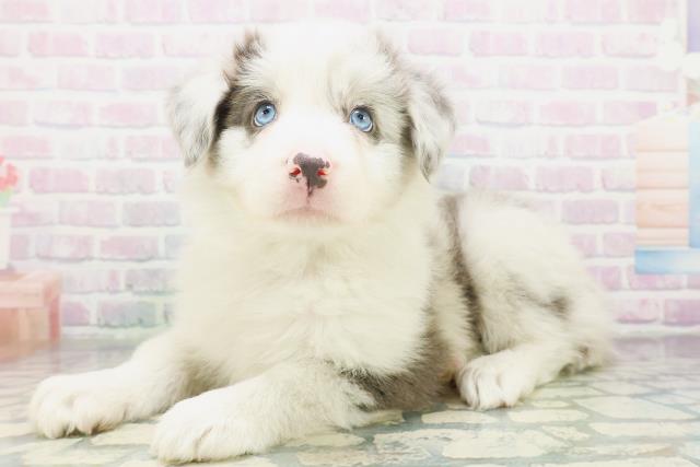 新潟県のボーダーコリー (Coo&RIKU新潟西店/2026年7月19日生まれ/女の子/ブルーマール)の子犬の2枚目の画像