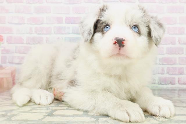 新潟県のボーダーコリー (Coo&RIKU新潟西店/2026年7月19日生まれ/女の子/ブルーマール)の子犬の3枚目の画像