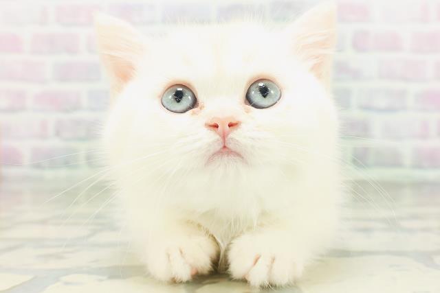 鳥取県のミヌエット (Coo&RIKUラ・ムー鳥取東店/2026年7月10日生まれ/男の子/クリーム)の子猫の1枚目の画像