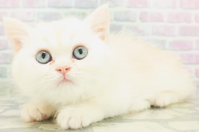鳥取県のミヌエット (Coo&RIKUラ・ムー鳥取東店/2026年7月10日生まれ/男の子/クリーム)の子猫の2枚目の画像