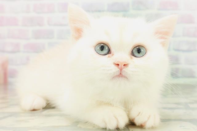 鳥取県のミヌエット (Coo&RIKUラ・ムー鳥取東店/2026年7月10日生まれ/男の子/クリーム)の子猫の3枚目の画像