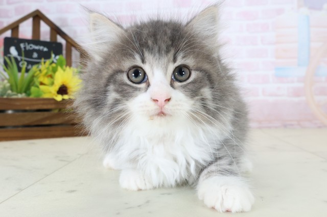 ノルウェージャン・フォレストキャット