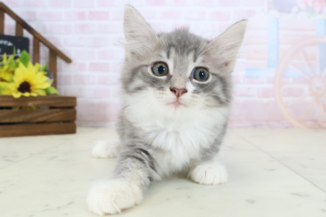 ノルウェージャン・フォレストキャット
