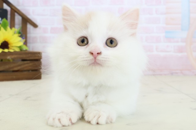 マンチカン