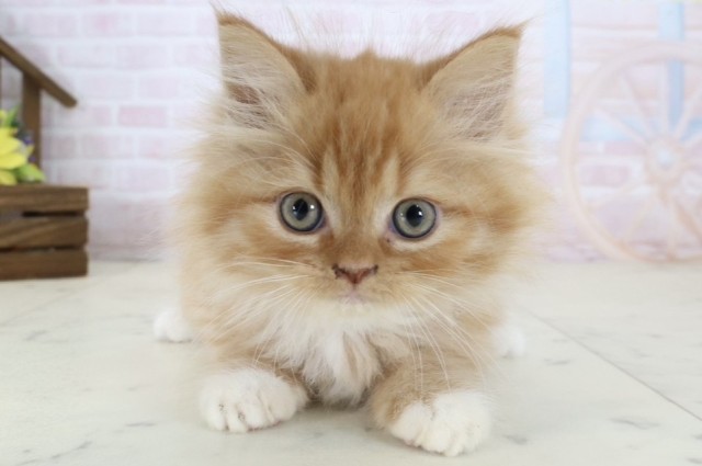 宮崎県のマンチカン (Coo&RIKU宮崎店/2026年7月11日生まれ/男の子/レッドタビーホワイト)の子猫の1枚目の画像