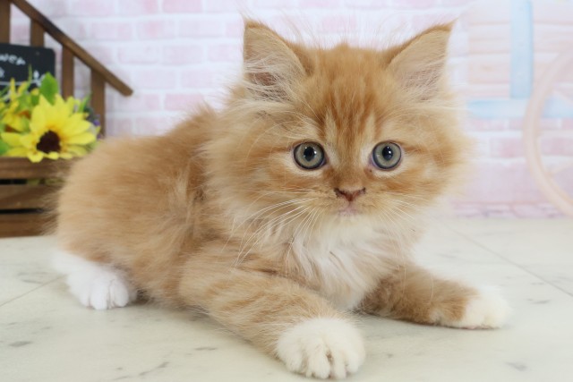 宮崎県のマンチカン (Coo&RIKU宮崎店/2026年7月11日生まれ/男の子/レッドタビーホワイト)の子猫の2枚目の画像