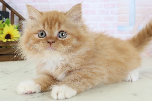 宮崎県のマンチカン (Coo&RIKU宮崎店/2026年7月11日生まれ/男の子/レッドタビーホワイト)の子猫の3枚目の画像