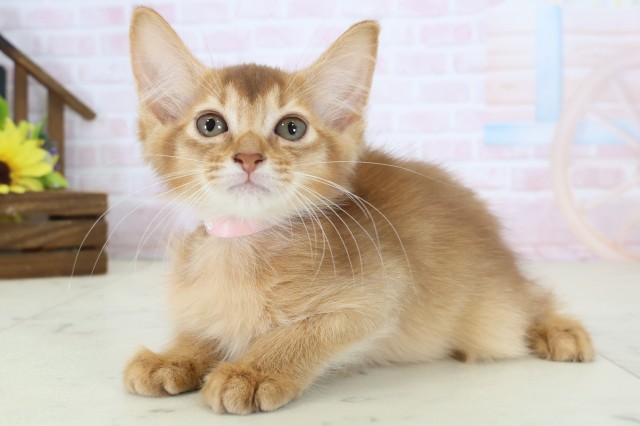 島根県のソマリ (Coo&RIKU出雲店/2026年6月25日生まれ/女の子/レッド)の子猫の3枚目の画像