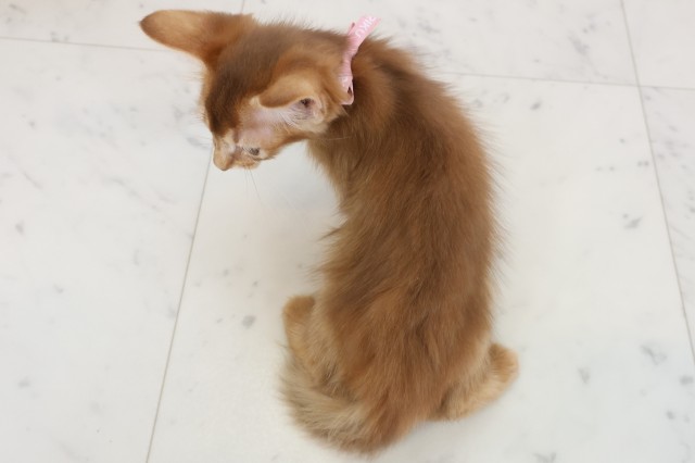 島根県のソマリ (Coo&RIKU出雲店/2026年6月25日生まれ/女の子/レッド)の子猫の4枚目の画像