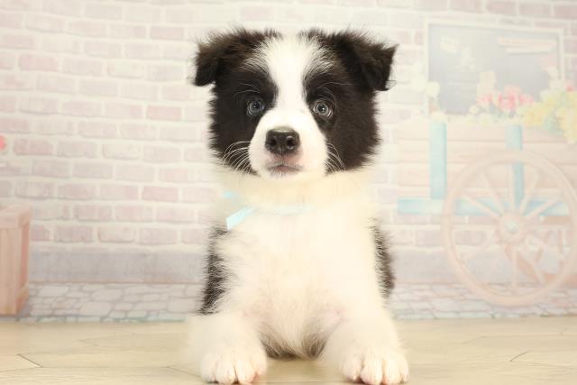 愛知県のボーダーコリー (Coo&RIKU豊田店/2026年7月18日生まれ/男の子/ブラックホワイト)の子犬の1枚目の画像