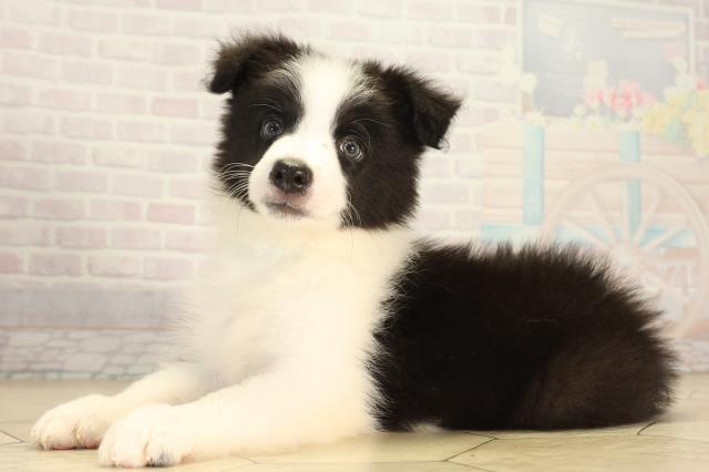 愛知県のボーダーコリー (Coo&RIKU豊田店/2026年7月18日生まれ/男の子/ブラックホワイト)の子犬の3枚目の画像