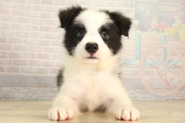 三重県のボーダーコリー (Coo&RIKU四日市店/2026年7月18日生まれ/男の子/ブラックホワイト)の子犬の1枚目の画像