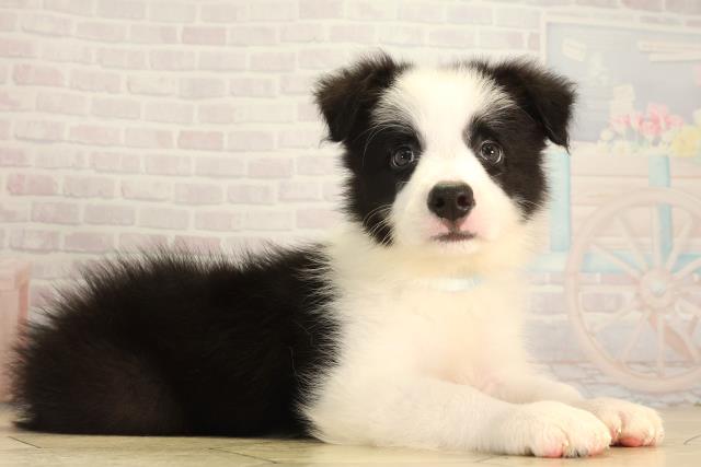 三重県のボーダーコリー (Coo&RIKU四日市店/2026年7月18日生まれ/男の子/ブラックホワイト)の子犬の2枚目の画像