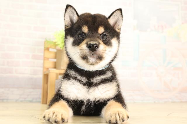 豆柴