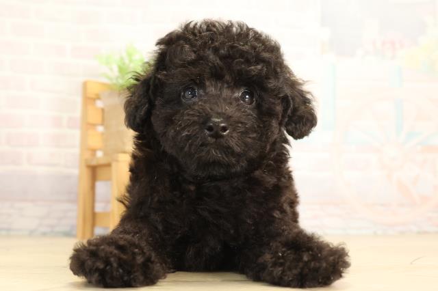 愛知県のトイプードル(トイ) (Coo&RIKU半田店/2026年7月17日生まれ/男の子/ブラック)の子犬の1枚目の画像