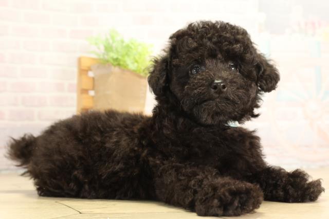 愛知県のトイプードル(トイ) (Coo&RIKU半田店/2026年7月17日生まれ/男の子/ブラック)の子犬の2枚目の画像