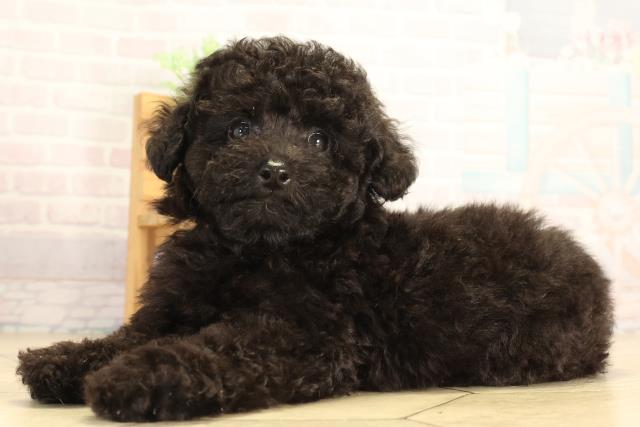 愛知県のトイプードル(トイ) (Coo&RIKU半田店/2026年7月17日生まれ/男の子/ブラック)の子犬の3枚目の画像