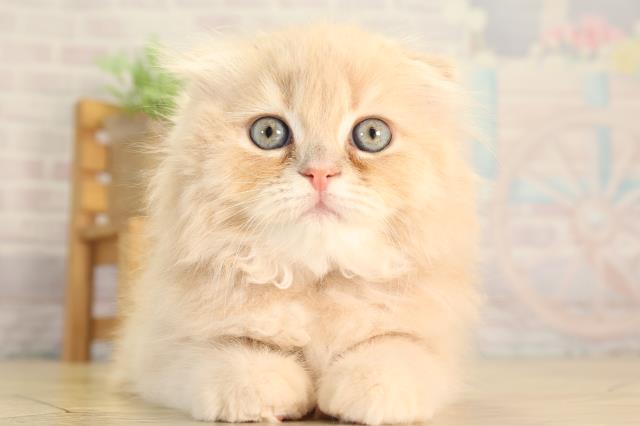 スコティッシュフォールド