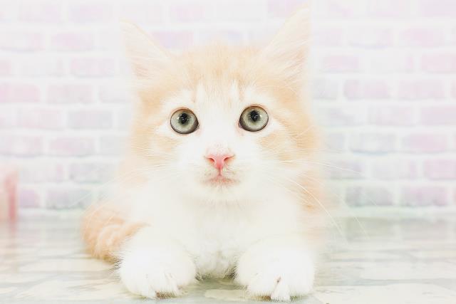 ノルウェージャン・フォレストキャット