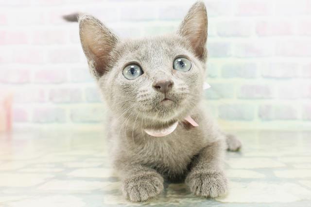 沖縄県のロシアンブルー (Coo&RIKUイオン北谷店/2026年7月15日生まれ/女の子/ブルー)の子猫の1枚目の画像
