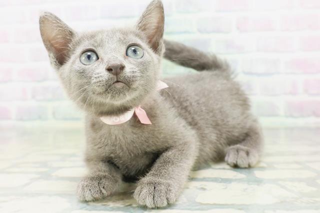 沖縄県のロシアンブルー (Coo&RIKUイオン北谷店/2026年7月15日生まれ/女の子/ブルー)の子猫の2枚目の画像