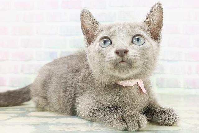 沖縄県のロシアンブルー (Coo&RIKUイオン北谷店/2026年7月15日生まれ/女の子/ブルー)の子猫の3枚目の画像