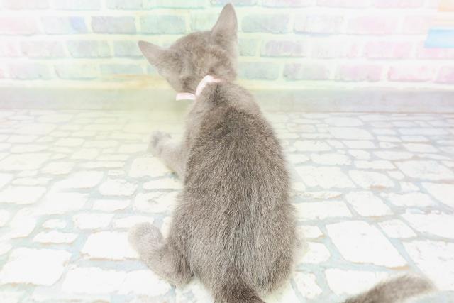 沖縄県のロシアンブルー (Coo&RIKUイオン北谷店/2026年7月15日生まれ/女の子/ブルー)の子猫の4枚目の画像