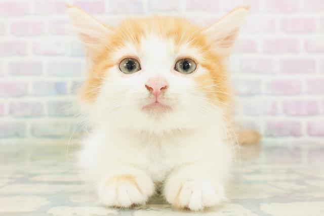 ノルウェージャン・フォレストキャット