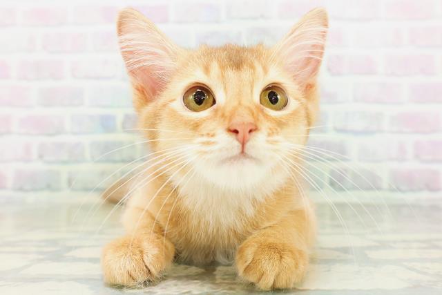 東京都のソマリ (Coo&RIKU練馬店/2026年7月12日生まれ/女の子/レッド)の子猫の1枚目の画像
