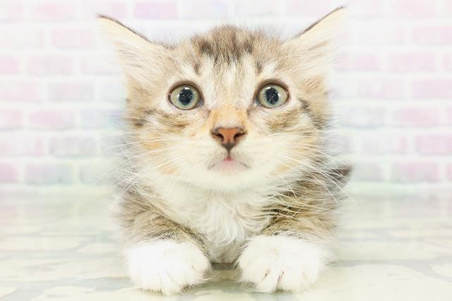ノルウェージャン・フォレストキャット