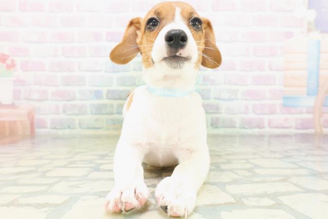 島根県のジャックラッセルテリア (Coo&RIKU出雲店/2026年7月6日生まれ/男の子/ホワイトタン)の子犬の1枚目の画像