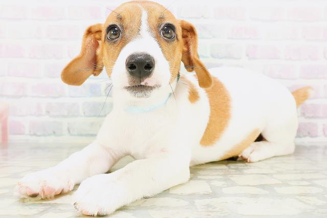 島根県のジャックラッセルテリア (Coo&RIKU出雲店/2026年7月6日生まれ/男の子/ホワイトタン)の子犬の2枚目の画像