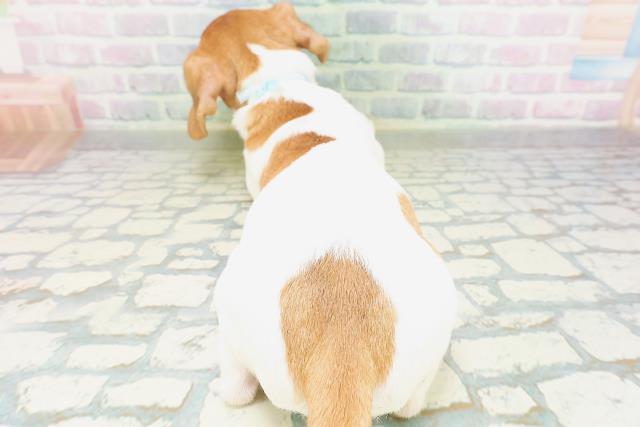 島根県のジャックラッセルテリア (Coo&RIKU出雲店/2026年7月6日生まれ/男の子/ホワイトタン)の子犬の4枚目の画像