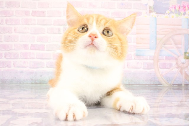 マンチカン（長足）