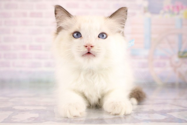 大阪府のラグドール (Coo&RIKU和泉店/2026年7月15日生まれ/男の子/シールポイントバイカラー)の子猫の1枚目の画像