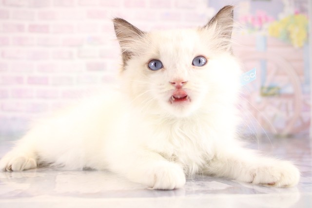 大阪府のラグドール (Coo&RIKU和泉店/2026年7月15日生まれ/男の子/シールポイントバイカラー)の子猫の2枚目の画像