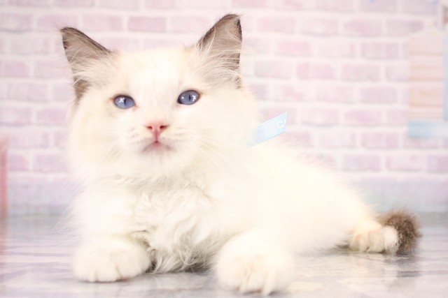 大阪府のラグドール (Coo&RIKU和泉店/2026年7月15日生まれ/男の子/シールポイントバイカラー)の子猫の3枚目の画像