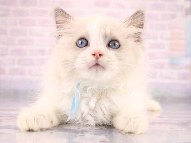 滋賀県のラグドール (Coo&RIKU長浜店/2026年7月15日生まれ/男の子/ブルーポイントバイカラー)の子猫の1枚目の画像
