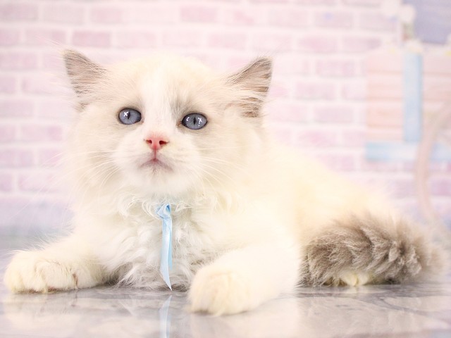 滋賀県のラグドール (Coo&RIKU長浜店/2026年7月15日生まれ/男の子/ブルーポイントバイカラー)の子猫の2枚目の画像