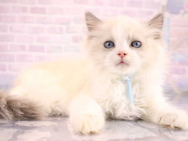 滋賀県のラグドール (Coo&RIKU長浜店/2026年7月15日生まれ/男の子/ブルーポイントバイカラー)の子猫の3枚目の画像