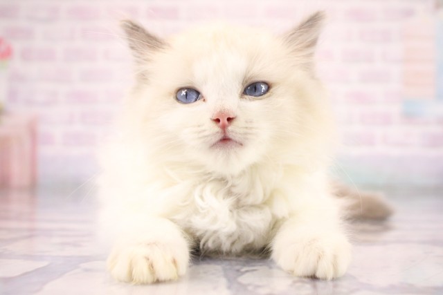 兵庫県のラグドール (Coo&RIKU姫路店/2026年7月15日生まれ/男の子/ブルーポイントバイカラー)の子猫の1枚目の画像