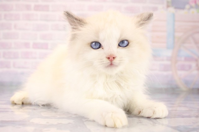 兵庫県のラグドール (Coo&RIKU姫路店/2026年7月15日生まれ/男の子/ブルーポイントバイカラー)の子猫の2枚目の画像
