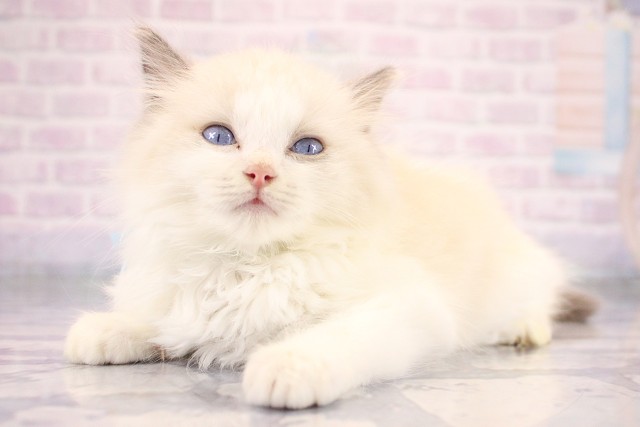 兵庫県のラグドール (Coo&RIKU姫路店/2026年7月15日生まれ/男の子/ブルーポイントバイカラー)の子猫の3枚目の画像