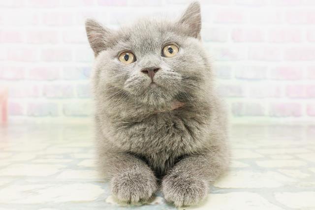 ブリティッシュショートヘアー